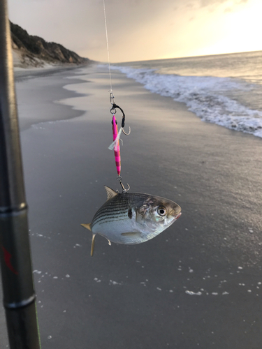 コノシロの釣果