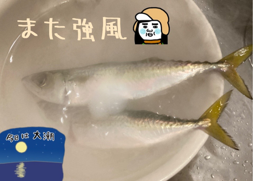 マサバの釣果