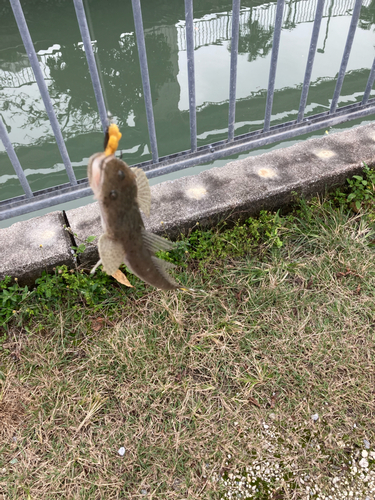 ミナミマゴチの釣果