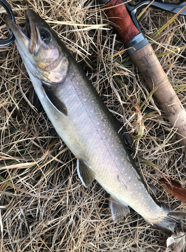 イワナの釣果