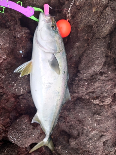 ヤズの釣果