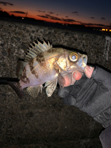 メバルの釣果