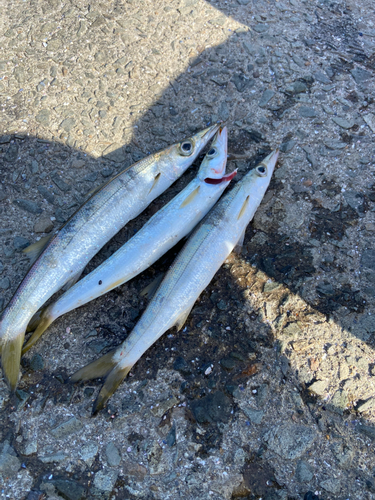 カマスの釣果