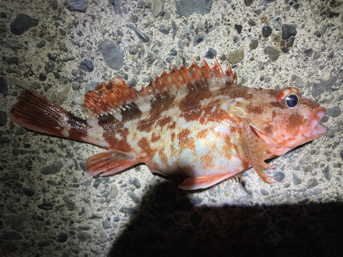 カサゴの釣果