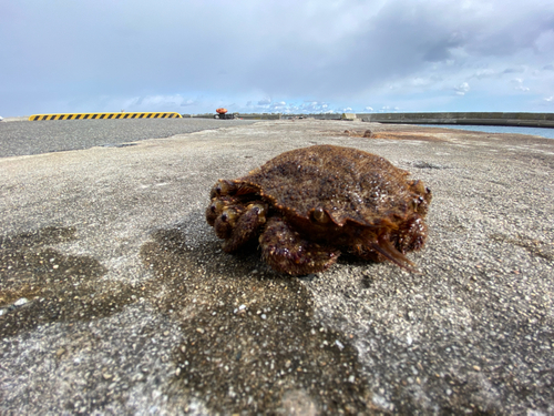 クリガニの釣果