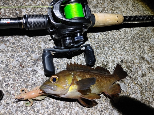 エゾメバルの釣果