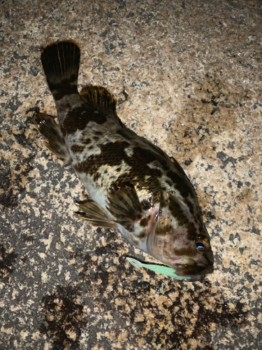 タケノコメバルの釣果