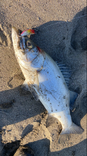 フッコ（ヒラスズキ）の釣果