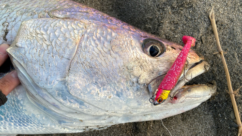 オオニベの釣果