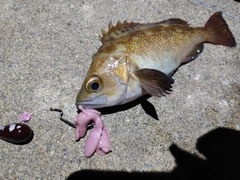 エゾメバルの釣果