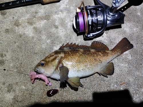 エゾメバルの釣果