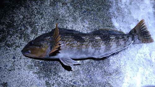 アイナメの釣果