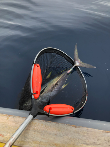 キハダマグロの釣果