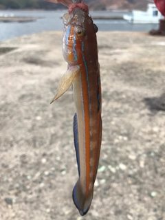 ニシキハゼの釣果