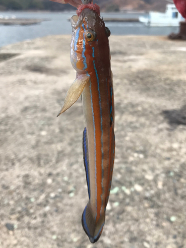 ニシキハゼの釣果