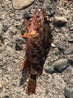 カサゴの釣果