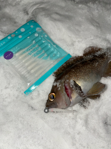 エゾメバルの釣果