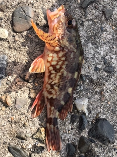 カサゴの釣果