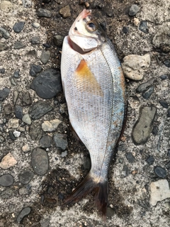 ウミタナゴの釣果