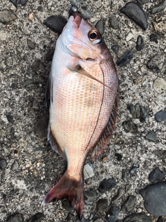 チャリコの釣果