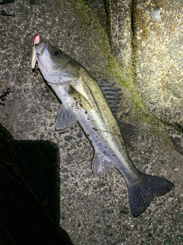 シーバスの釣果