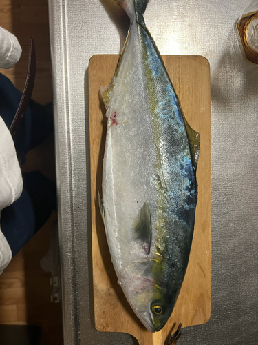 フクラギの釣果