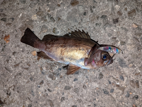 アカメバルの釣果