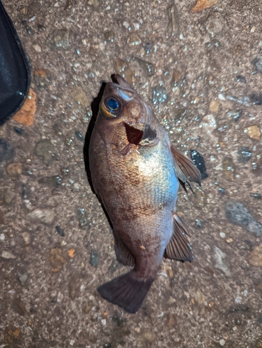 アカメバルの釣果