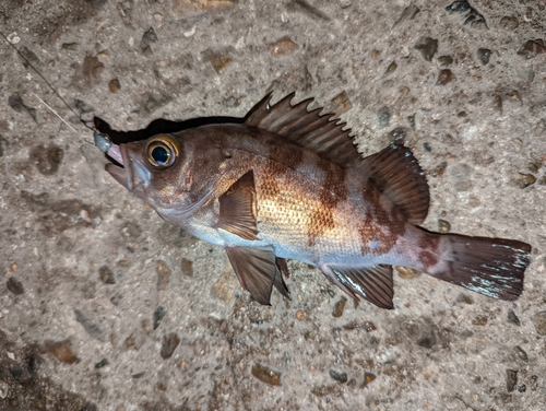 アカメバルの釣果