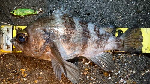 メバルの釣果