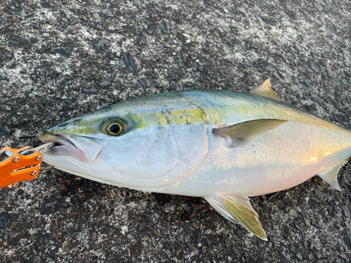 ハマチの釣果