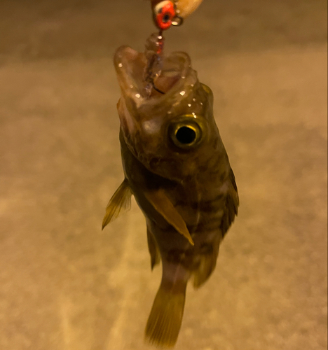 シロメバルの釣果