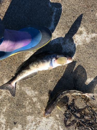 ホッケの釣果