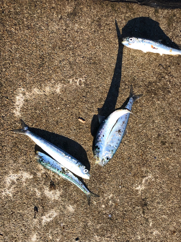 イワシの釣果