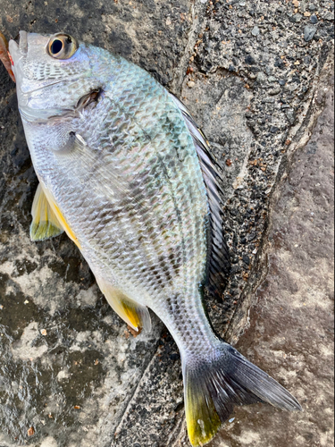 キビレの釣果