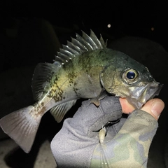 クロメバルの釣果