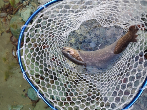 イワナの釣果