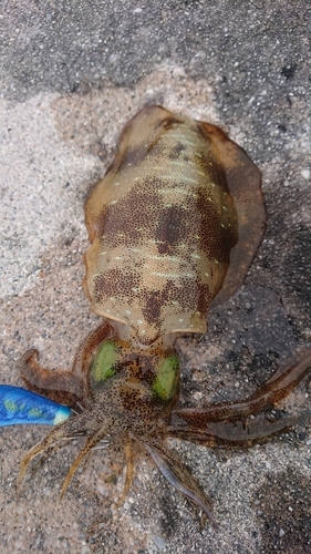 アオリイカの釣果