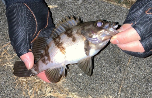 シロメバルの釣果