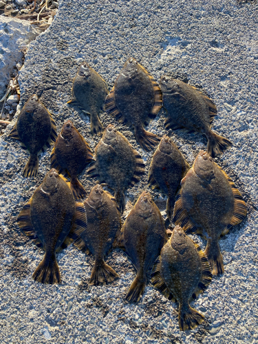 カレイの釣果