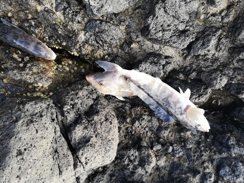 ホッケの釣果