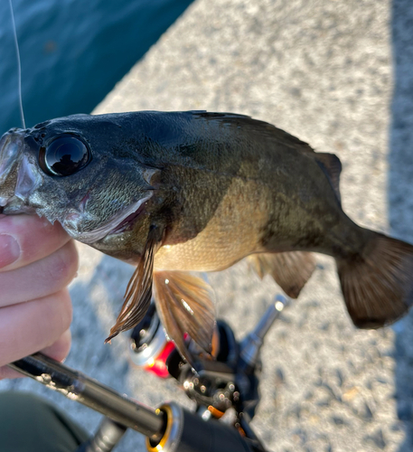 メバルの釣果