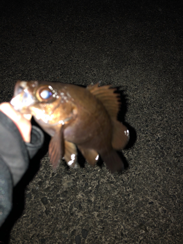 メバルの釣果