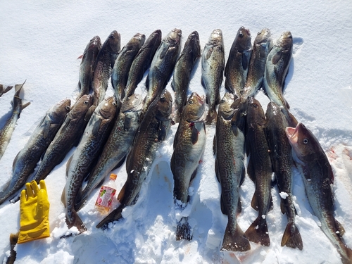 マダラの釣果