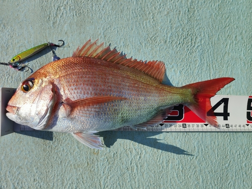 マダイの釣果