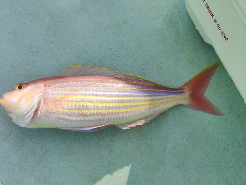 イトヨリダイの釣果