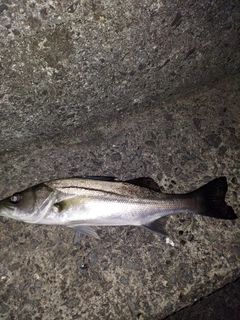 セイゴ（マルスズキ）の釣果