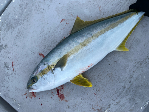 ヒラマサの釣果