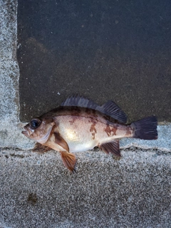 メバルの釣果