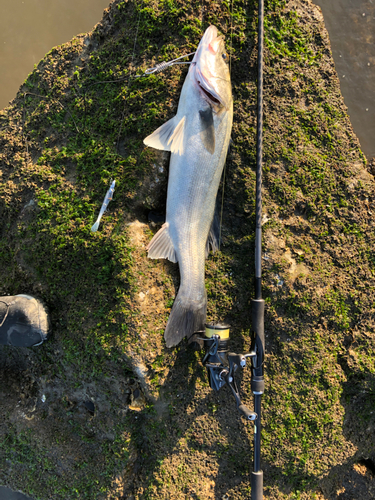 ハクラ（マルスズキ）の釣果